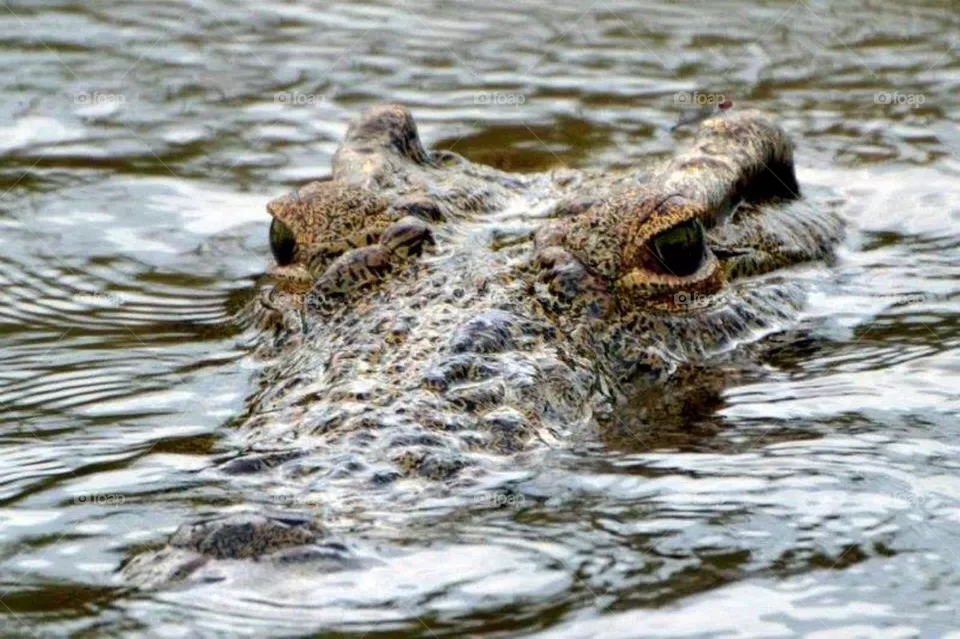crocodile