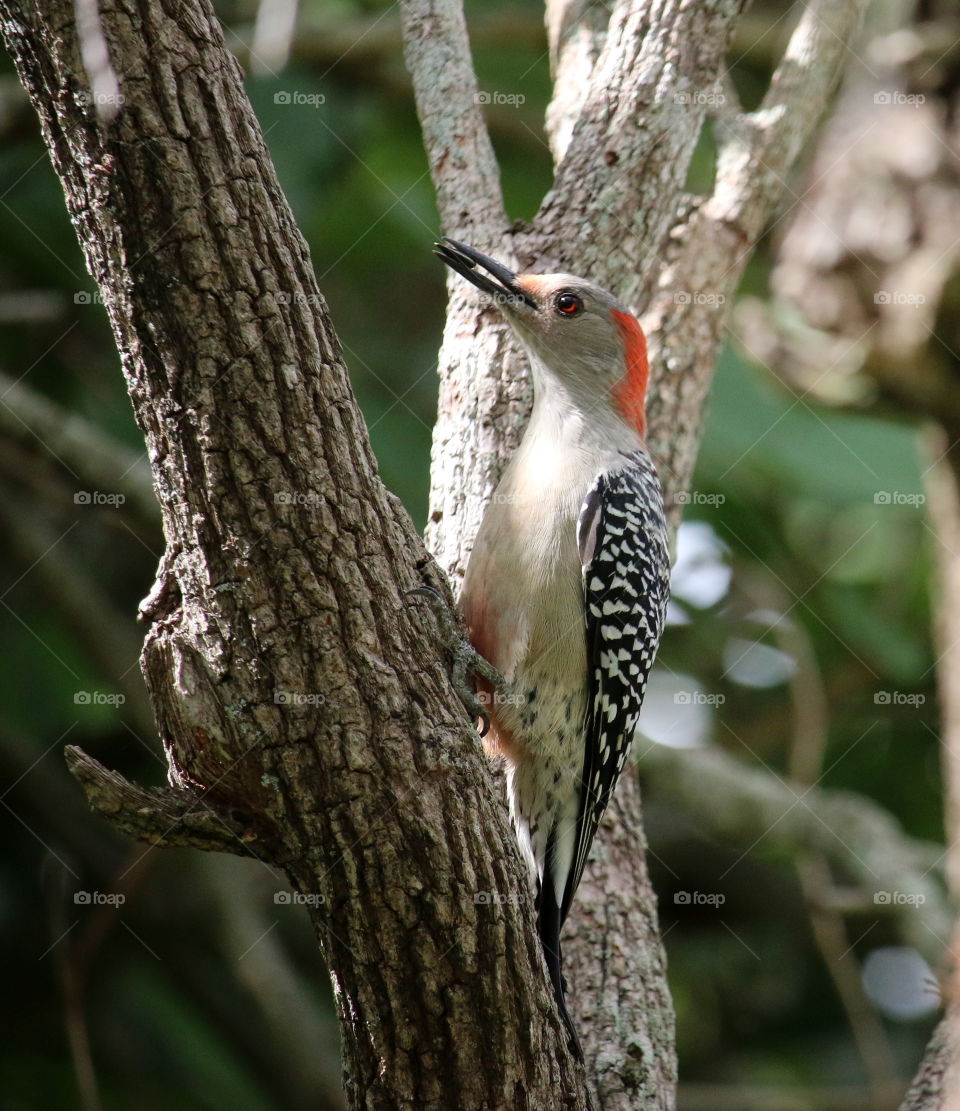 Red eyed woodpecker