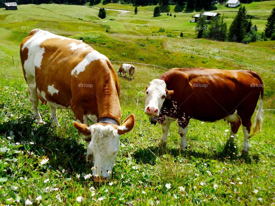 Two funny cows . Two funny cows are looking at me in a green open field