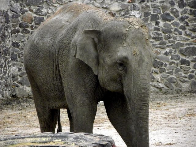 Elephants