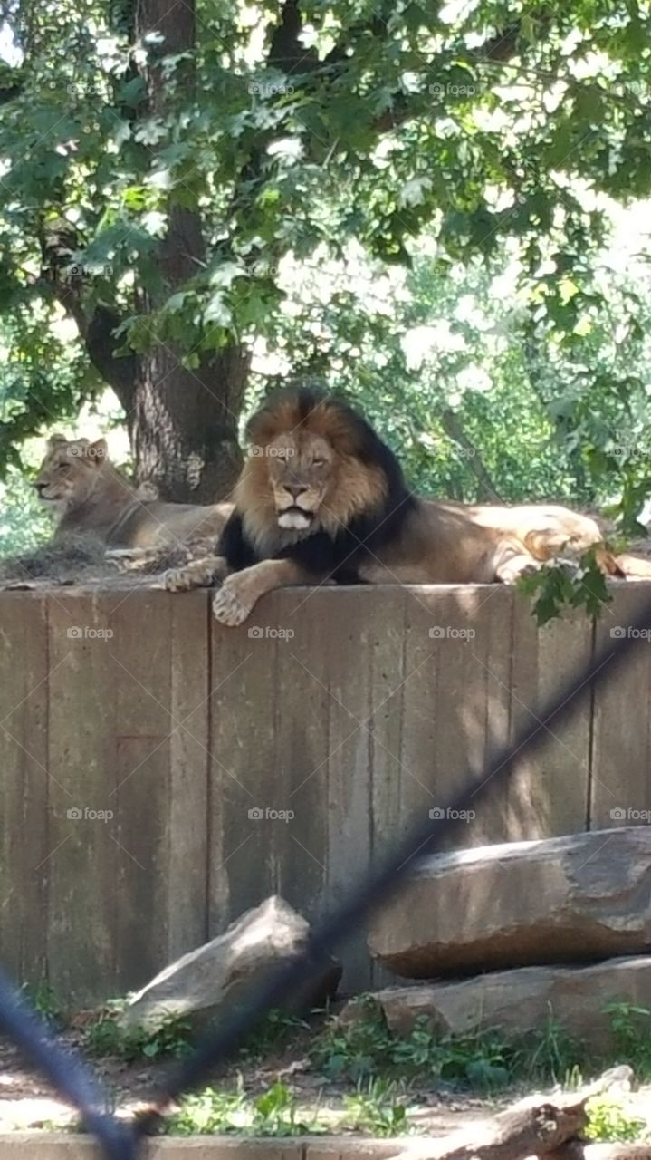 lions. dc zoo