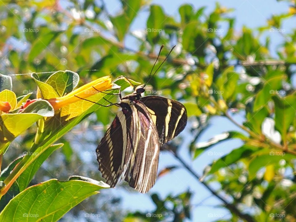 Black and yellow striped butterfly drinking nevtar from a yellow flower with greenery in the background and a blue sky above.