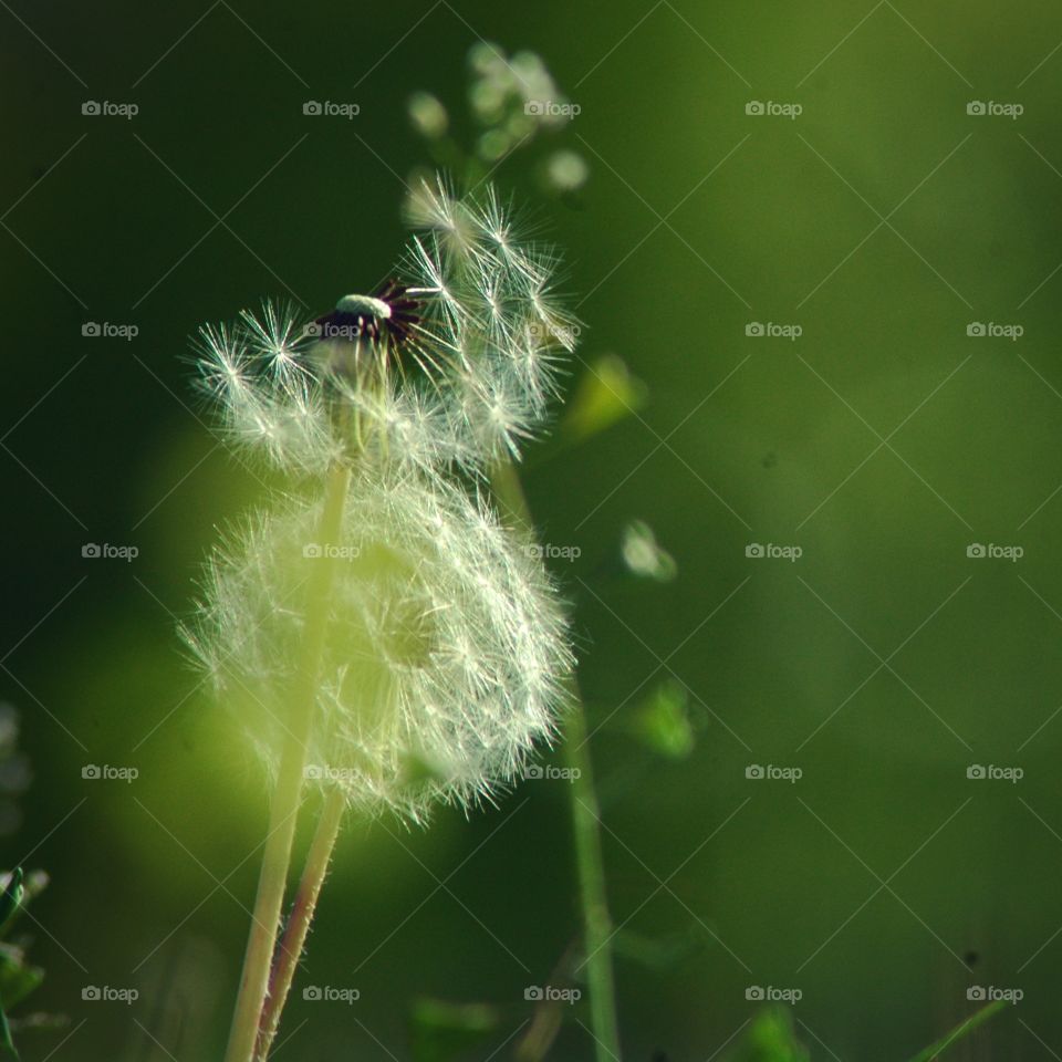 dandelion