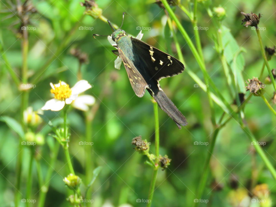Long-tailed skipper