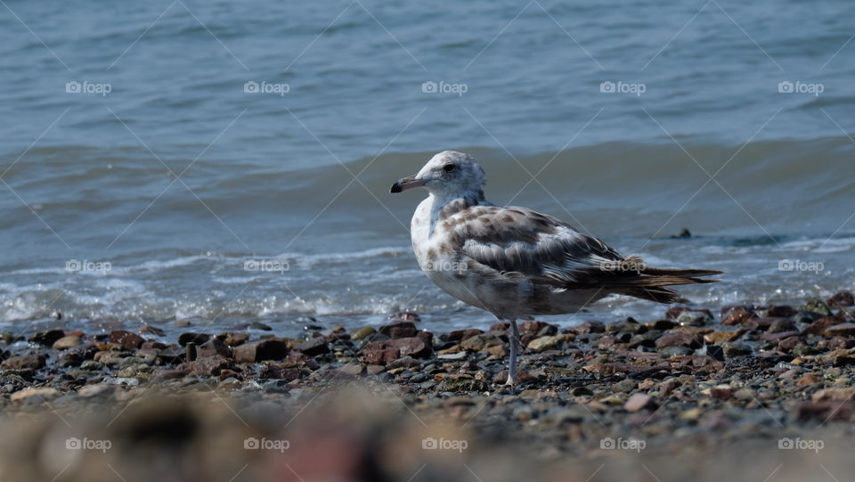 Side view of a seagull