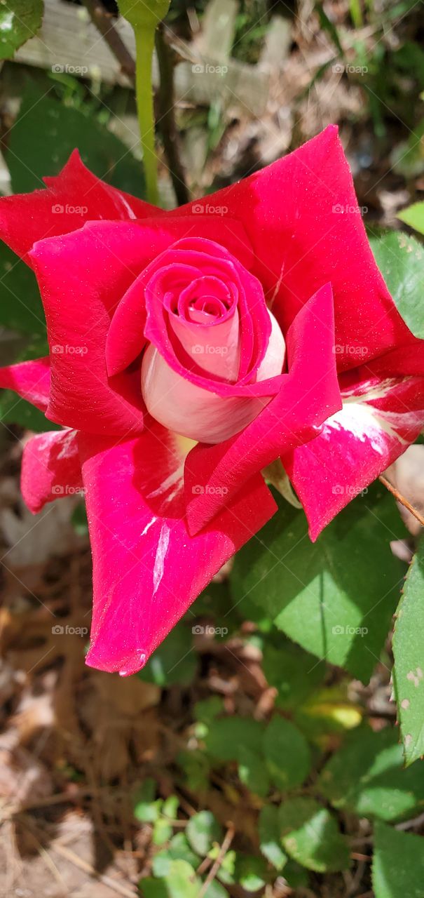 Red rose blooming in summer sunlight casting shadows on leaves. Single red rose growing in garden.