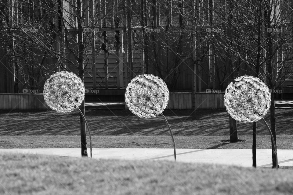 Installation of Dandelions
