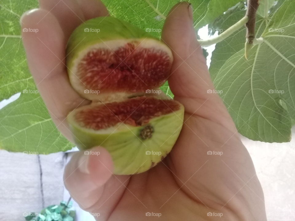 fig