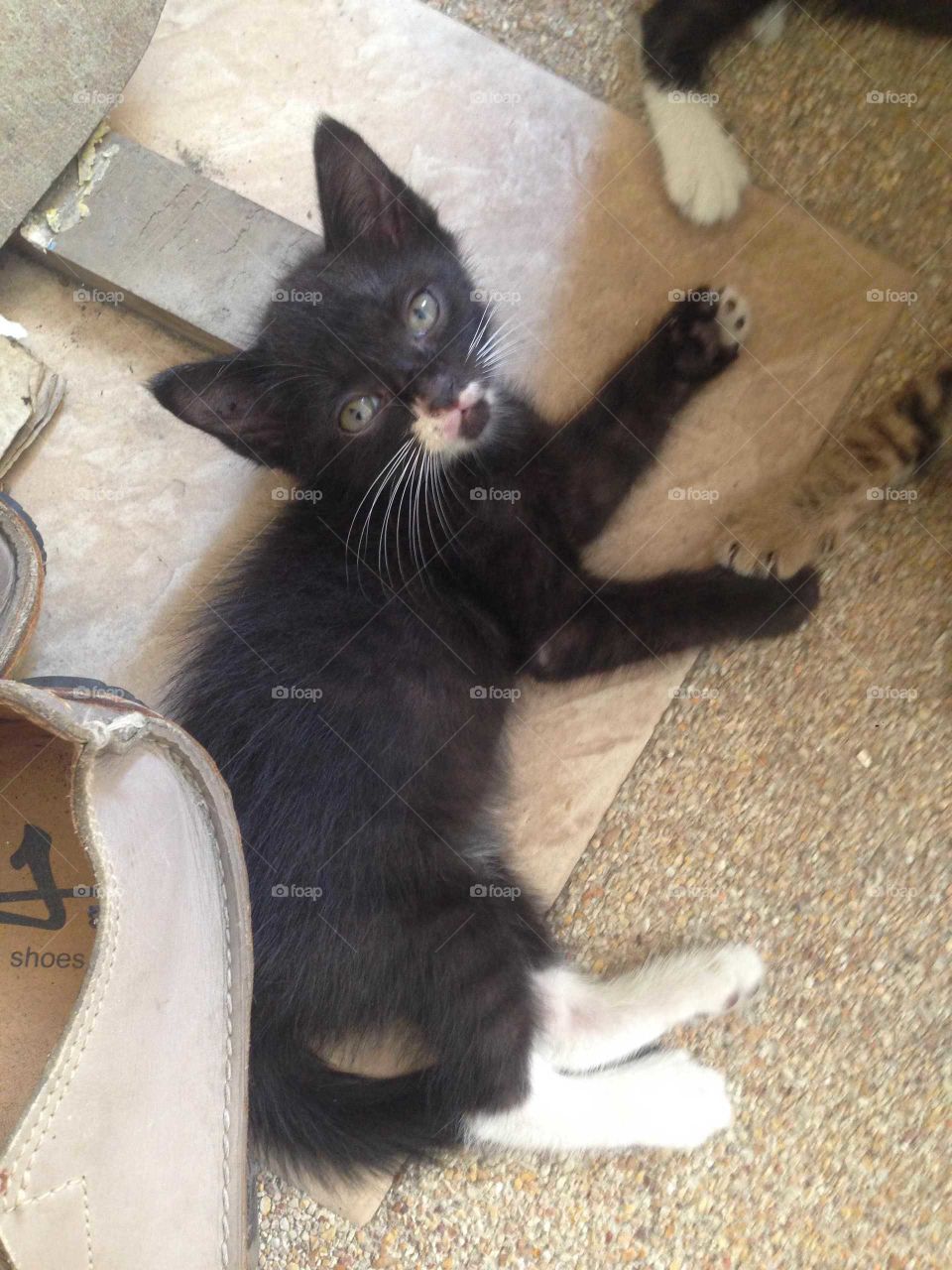 Cute black kitten