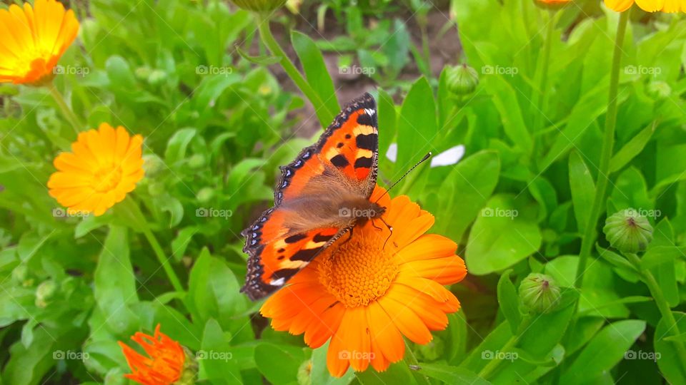 butterfly on the flower