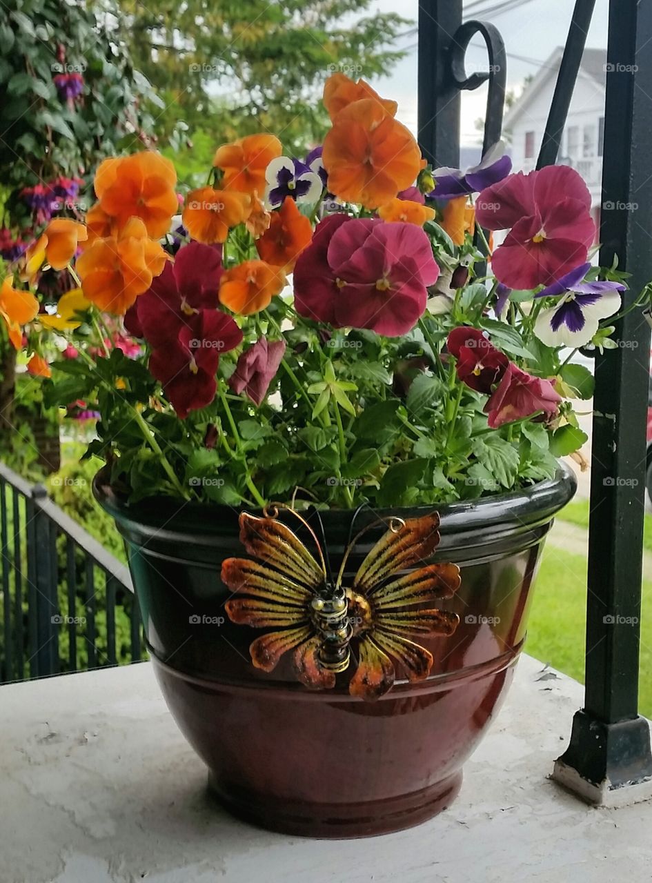 Porchfront Pansies
