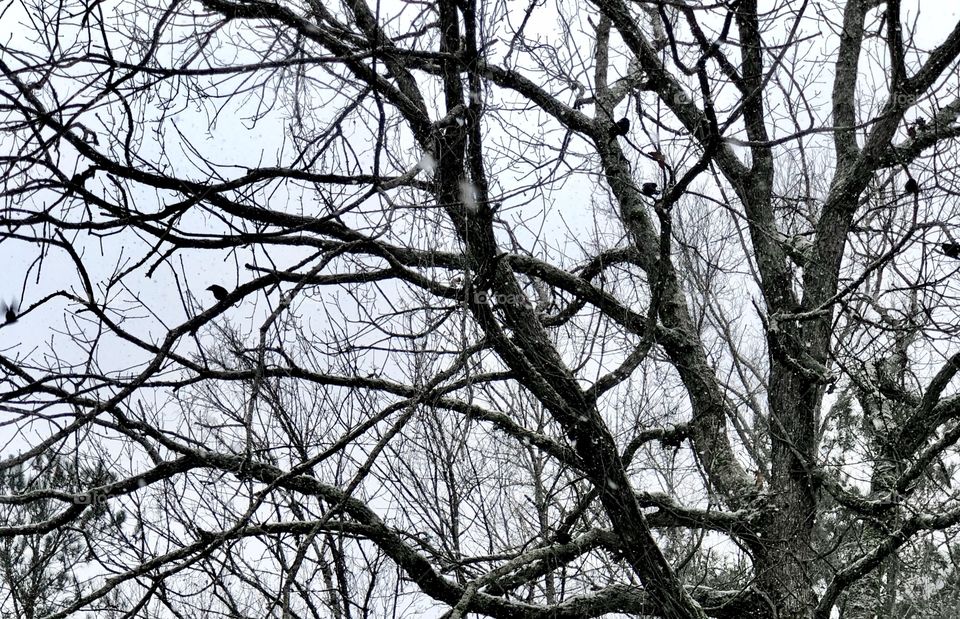 Silhouette blackbirds perched in winter oak tree 