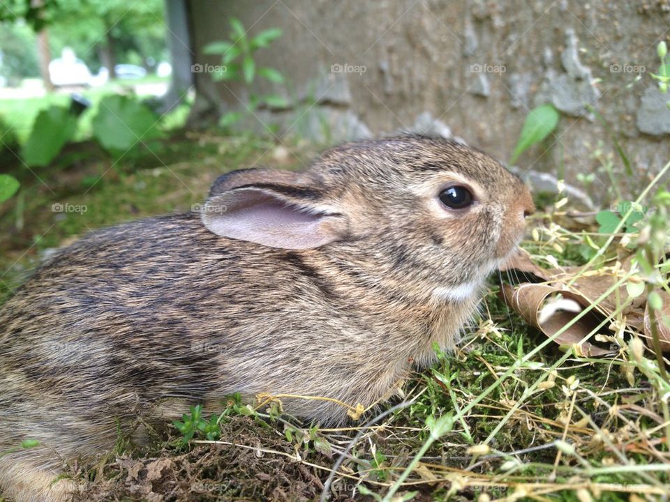 Baby bunnies in my yard