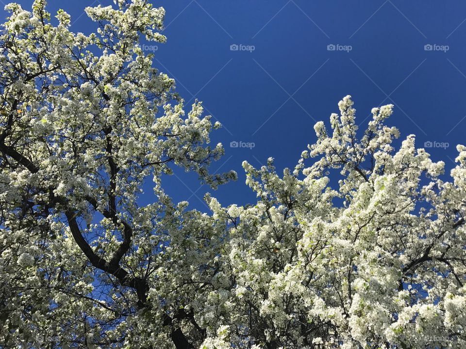 White Blossom in the Spring 