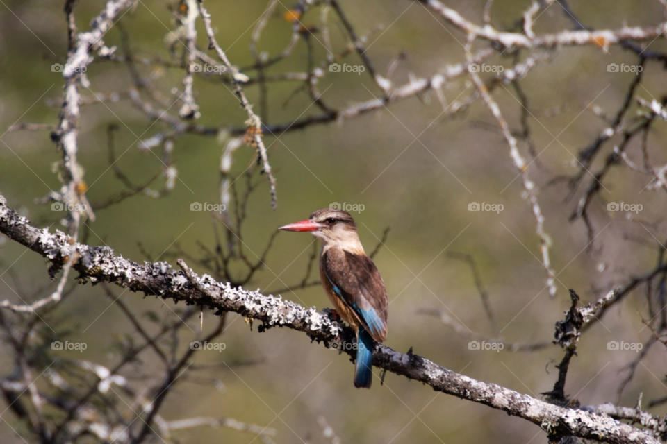 kruger south africa brown backed kingfisher kingfisher perching on a branch by gbp