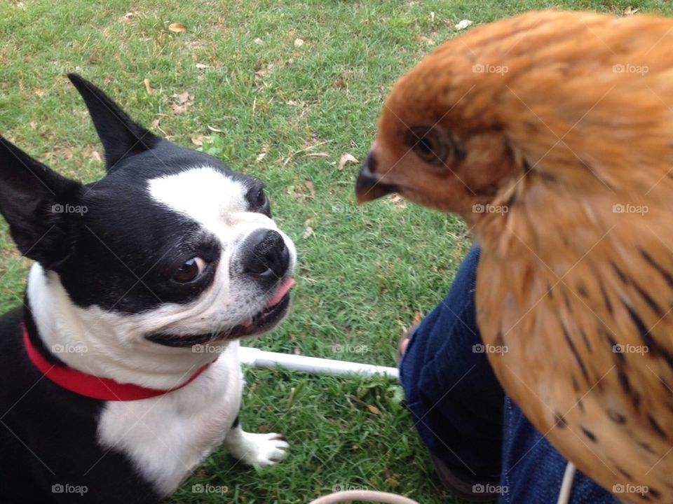 Boston meets Chicken