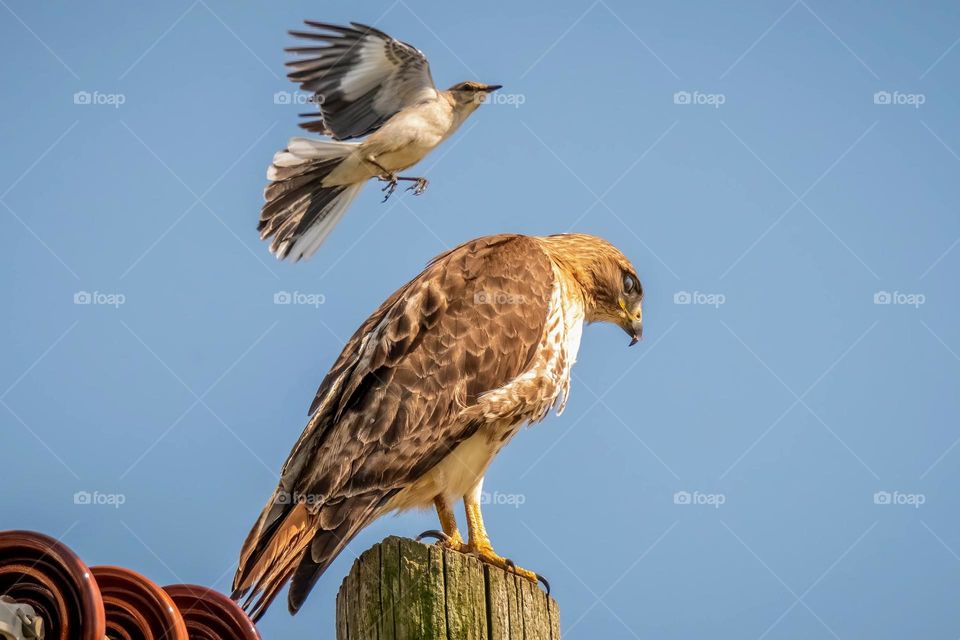 Chaos on the power pole. A territorial Northern Mockingbird dive bombs a Red-tailed Hawk. Raleigh, North Carolina. 