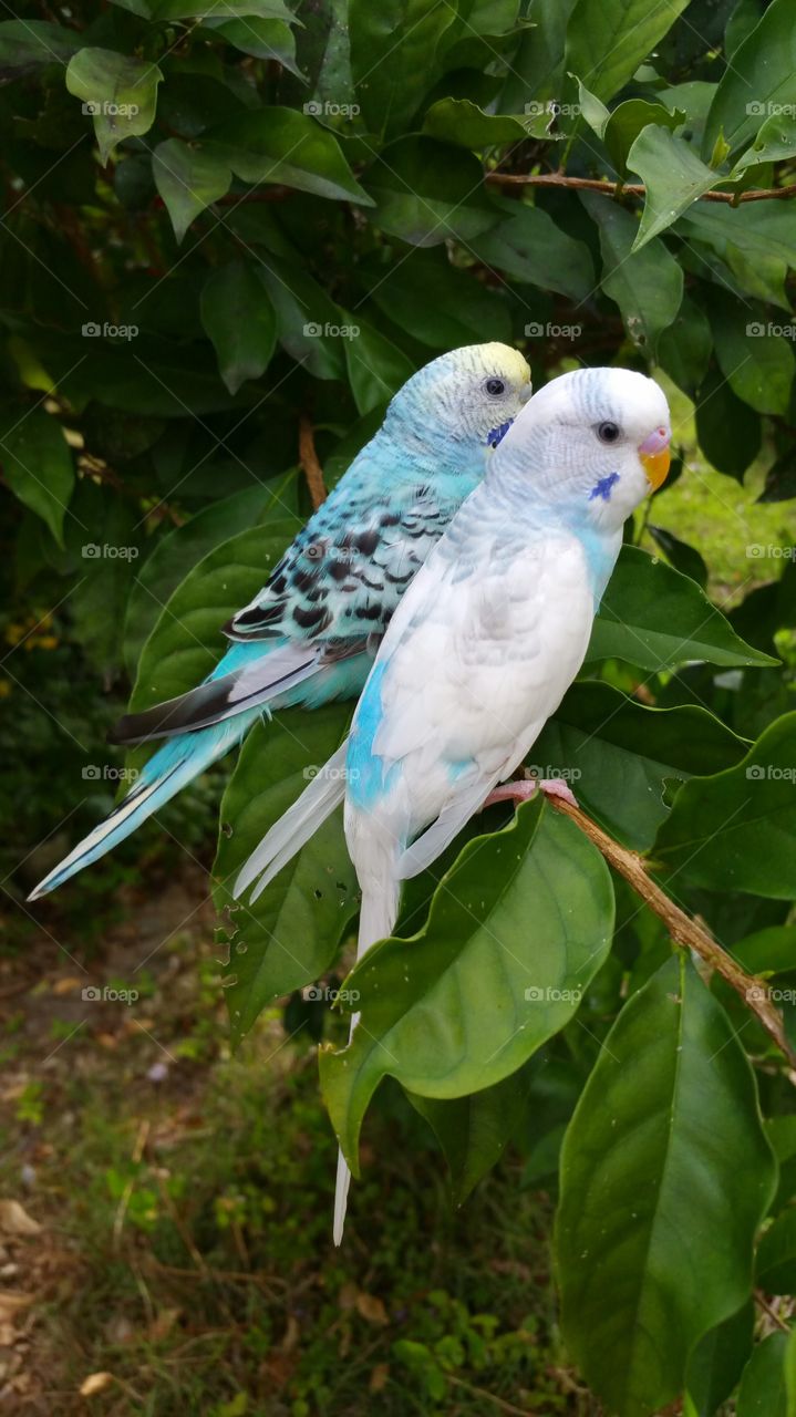 Parakeets in a bush