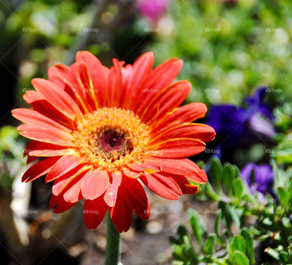 Bright Orange Blossom 