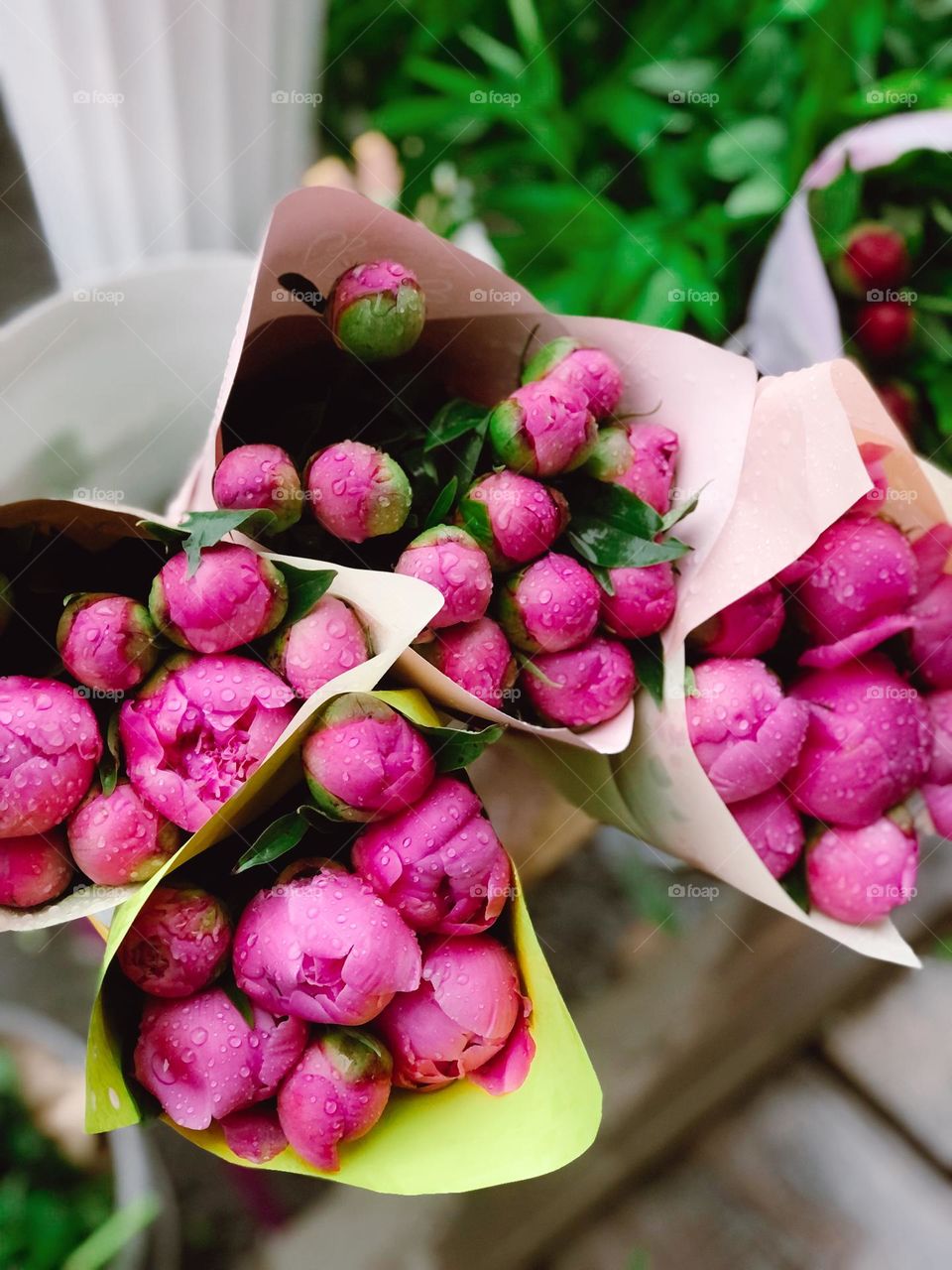 Pink peonies in vase