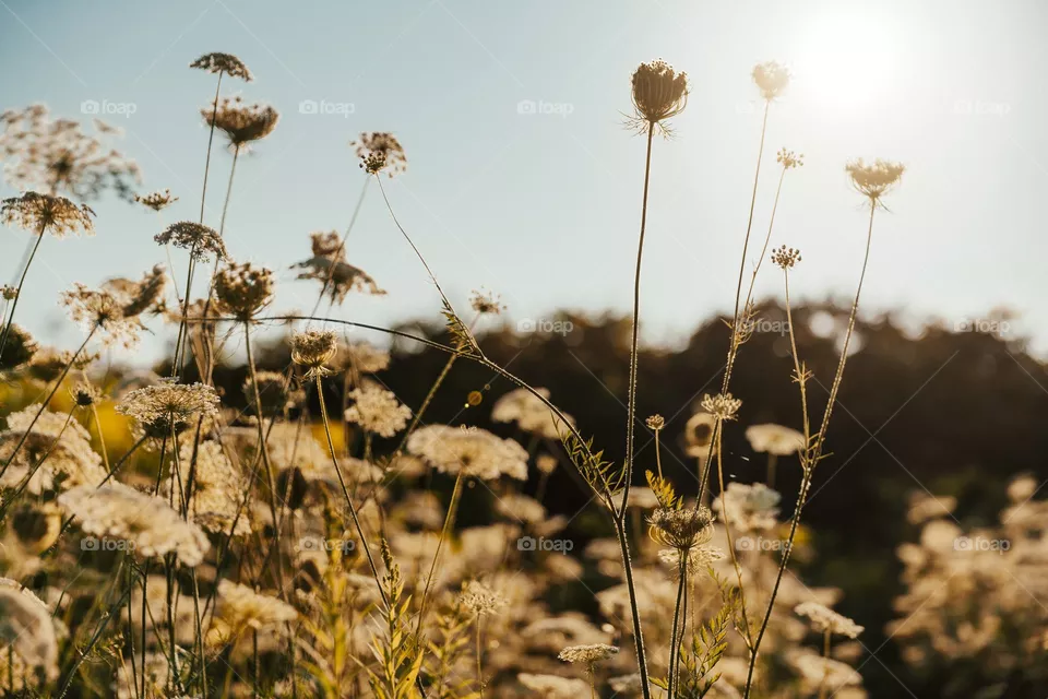 Yellow flowers