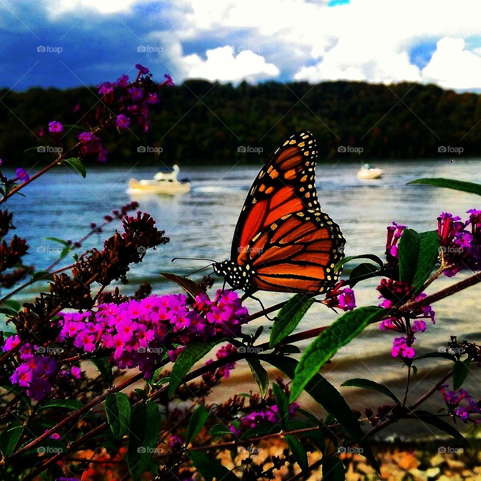 Butterfly at the River 
