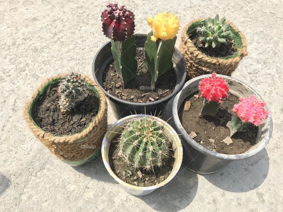 Mix moon cactus 
