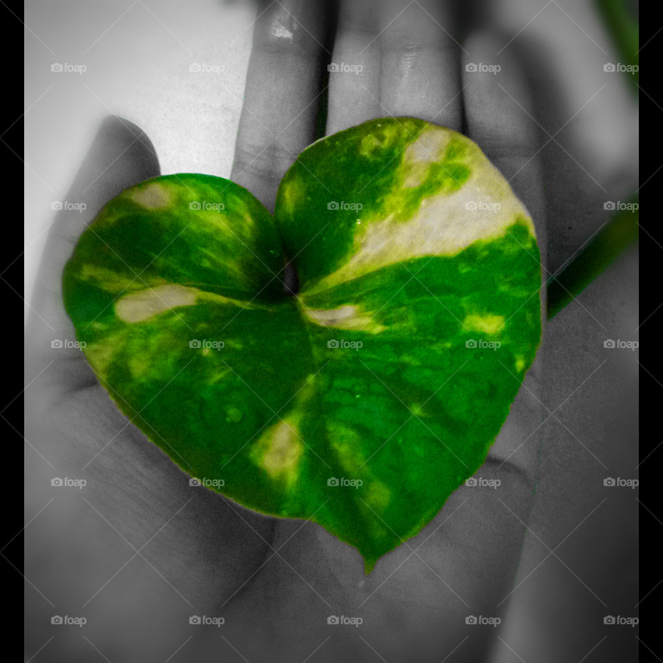 without sunlight leaf converts to this