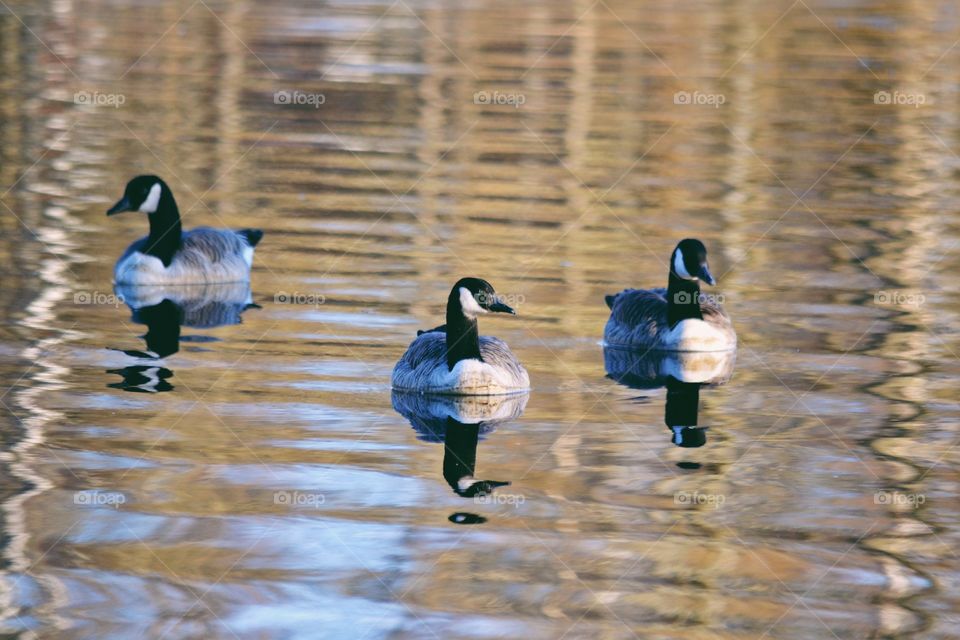 Canadian goose