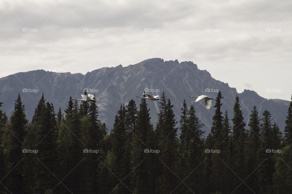 Birds flying by in Alaska 