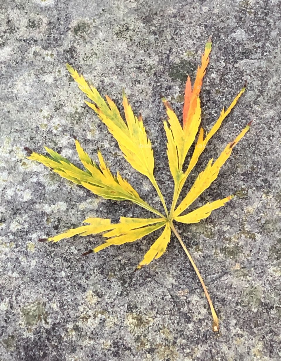 Japanese Maple Leaf on Stone in Autumn