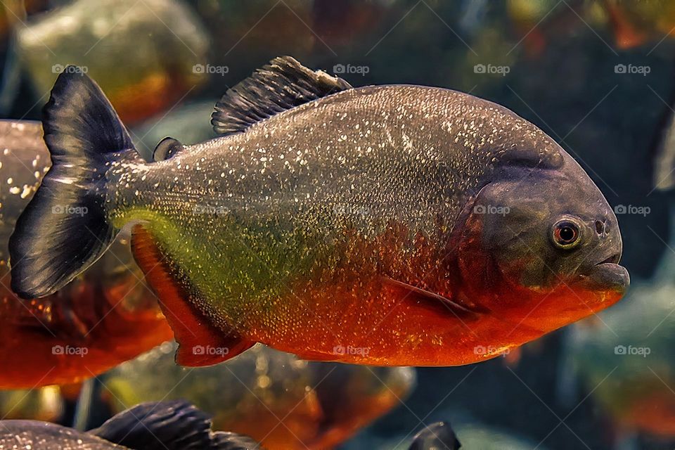 Beautiful and cute fish