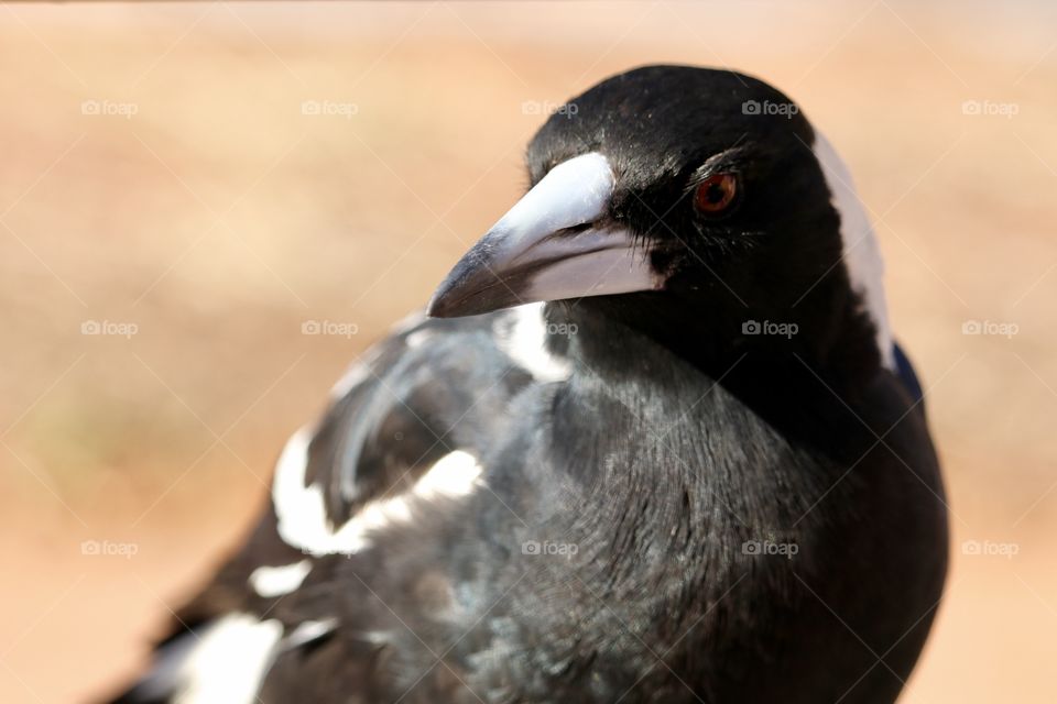Magpie full shot on ground closeup 