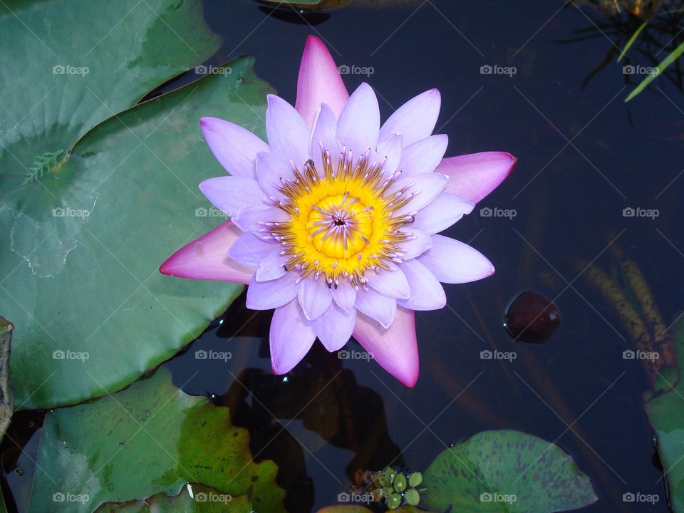 Bloomy lotus