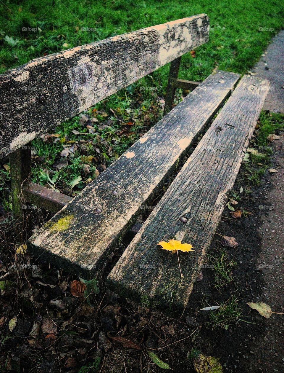 Autumn leaf on a bench