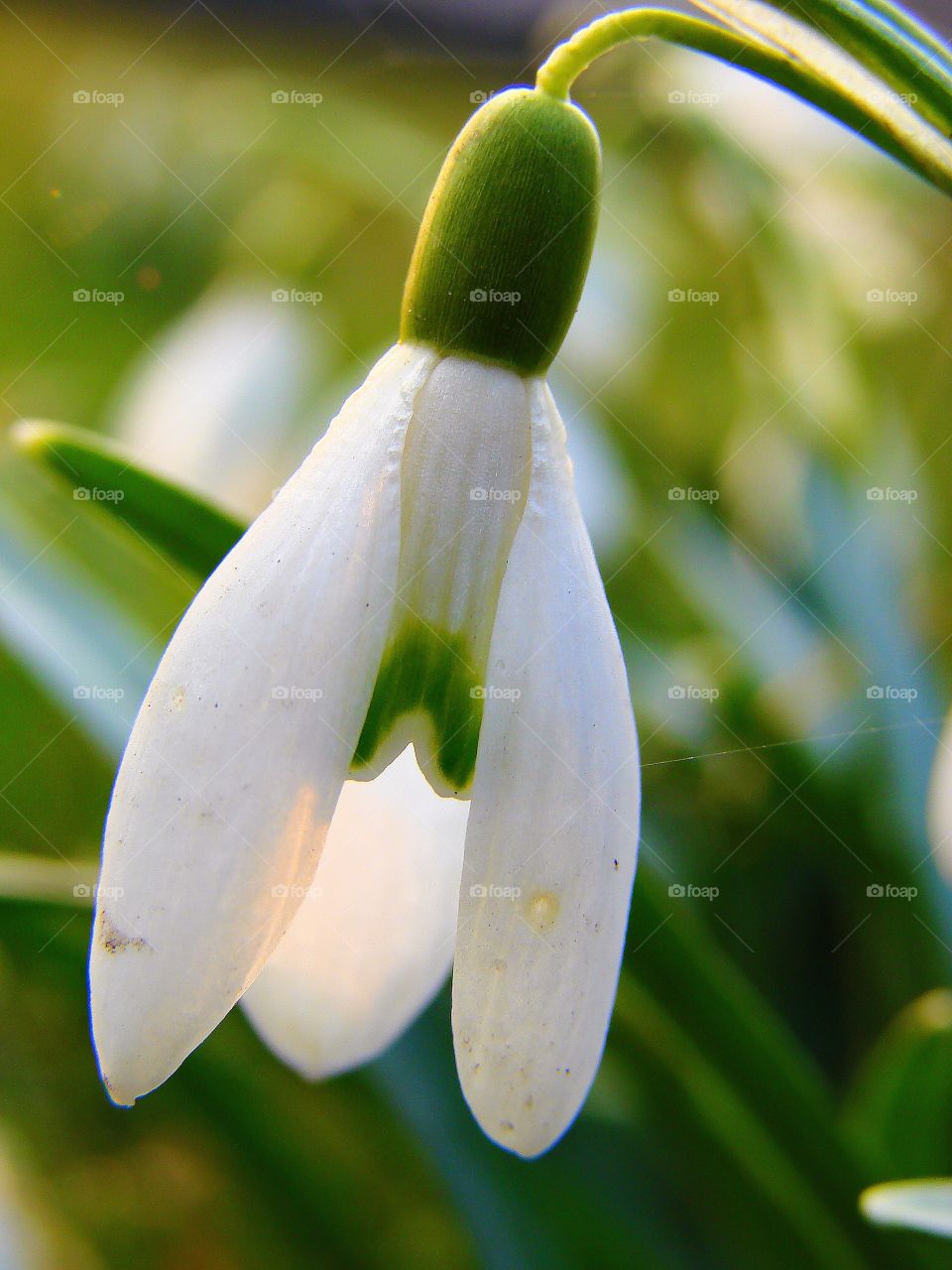 Close-up of snowdrop