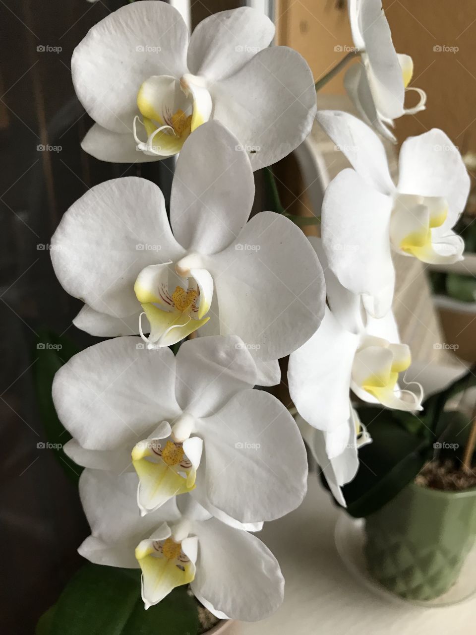 Orchid Brilliance 