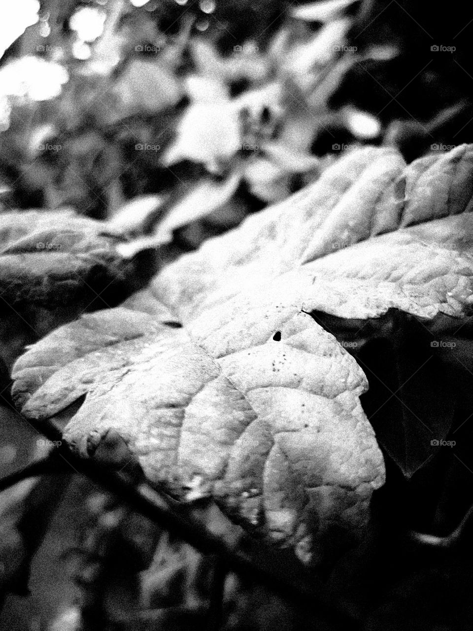 10-11-18 Black and white leaf