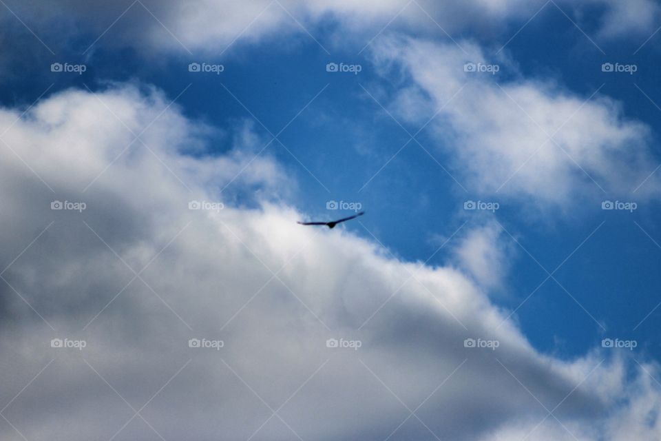 Hawk In the Clouds