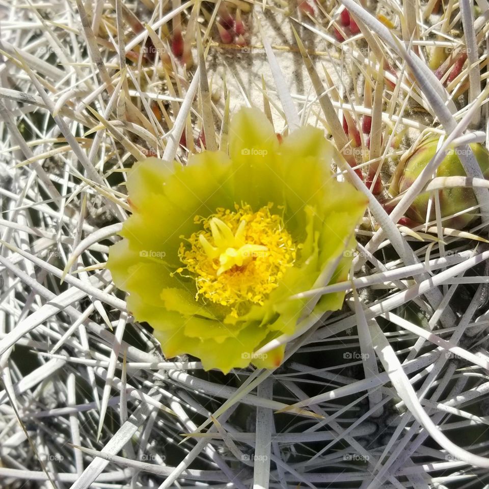 Close up shot of a barrel cactus in bloom.