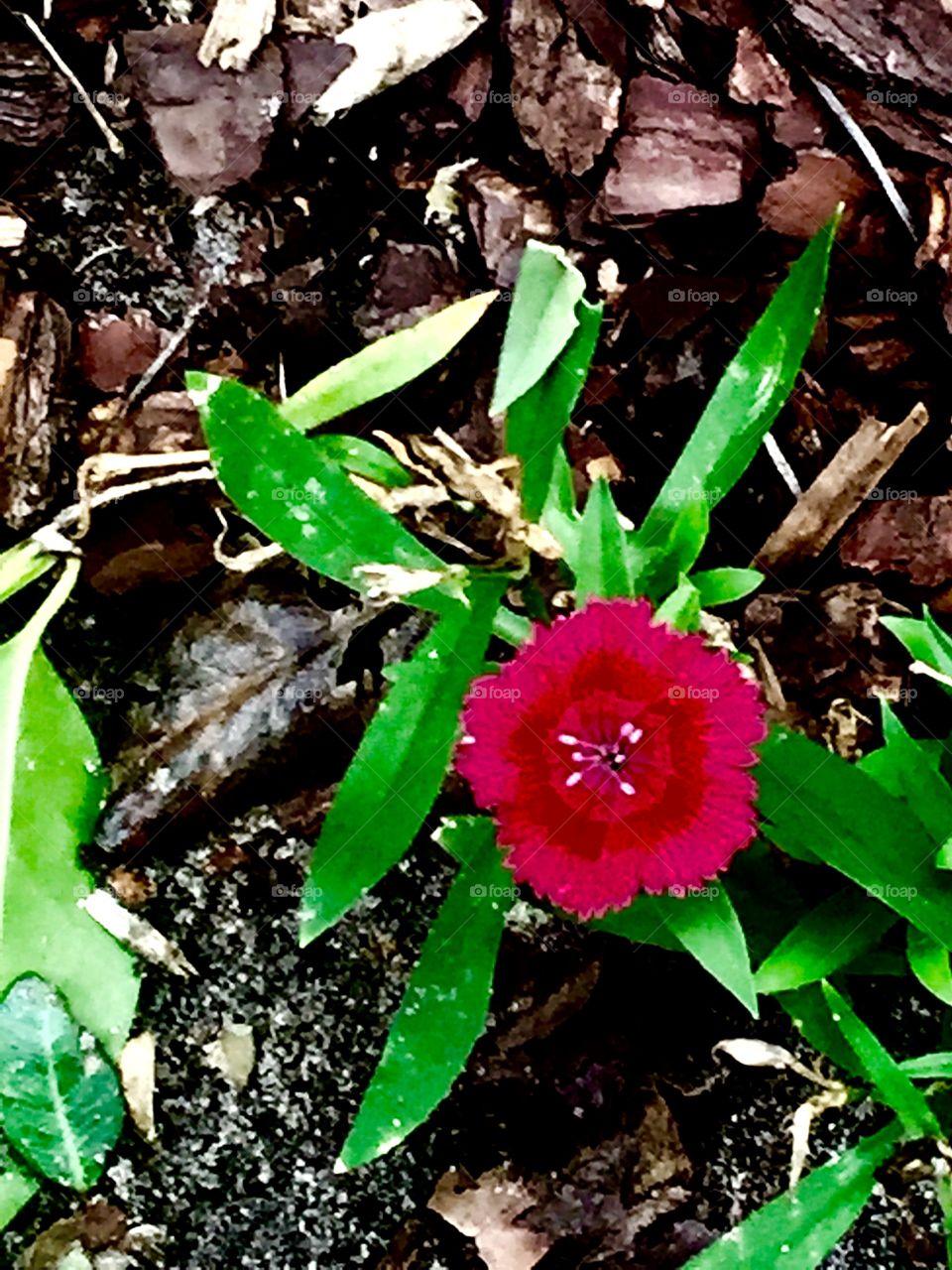 A single flower. A single flower among wood chips