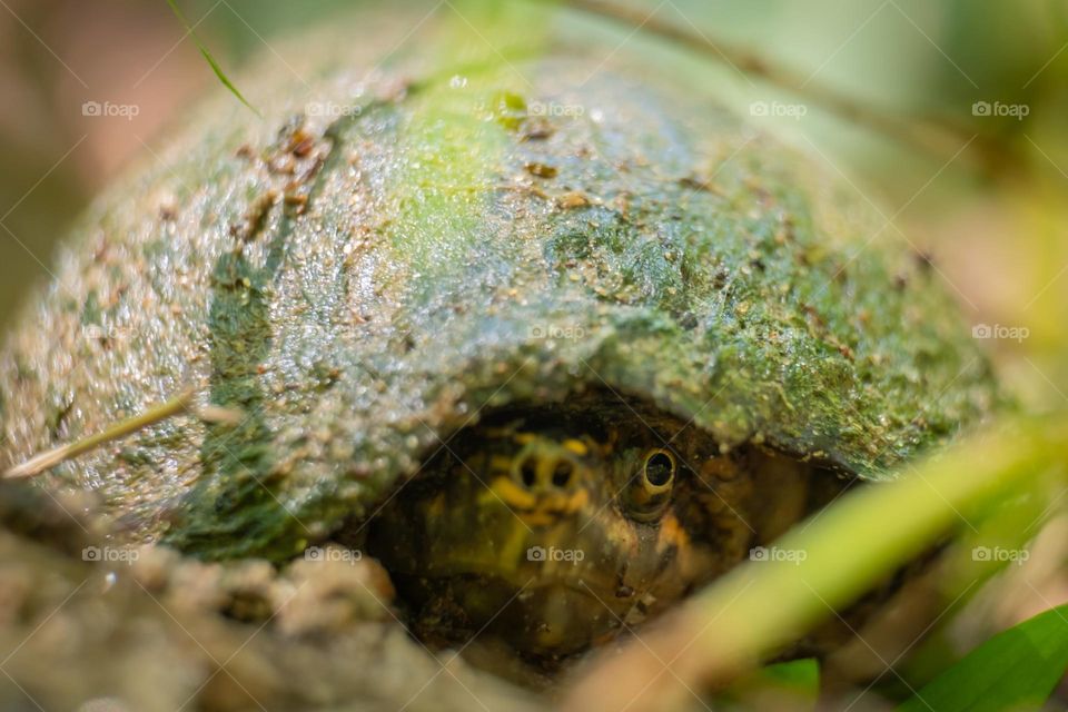 One sharp eyes glares back from the shadowy recesses if the shell. Stinkpot, Raleigh, North Carolina. 