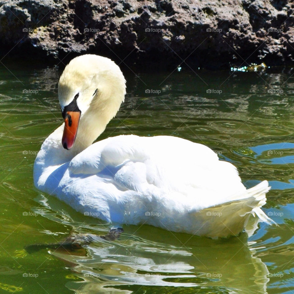 white water park swan by olegdimov