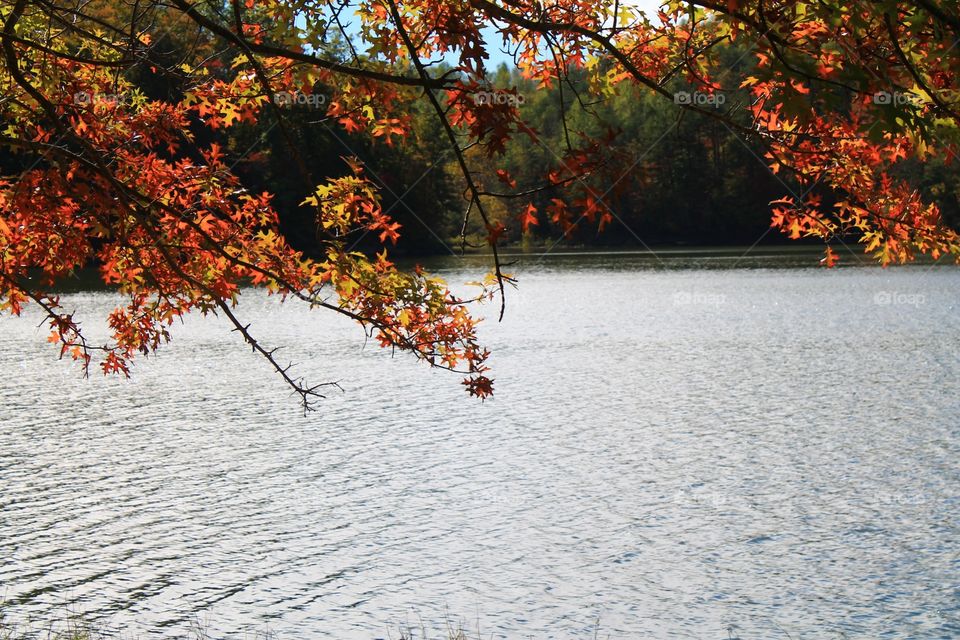Leaves Framing Lakeside Water