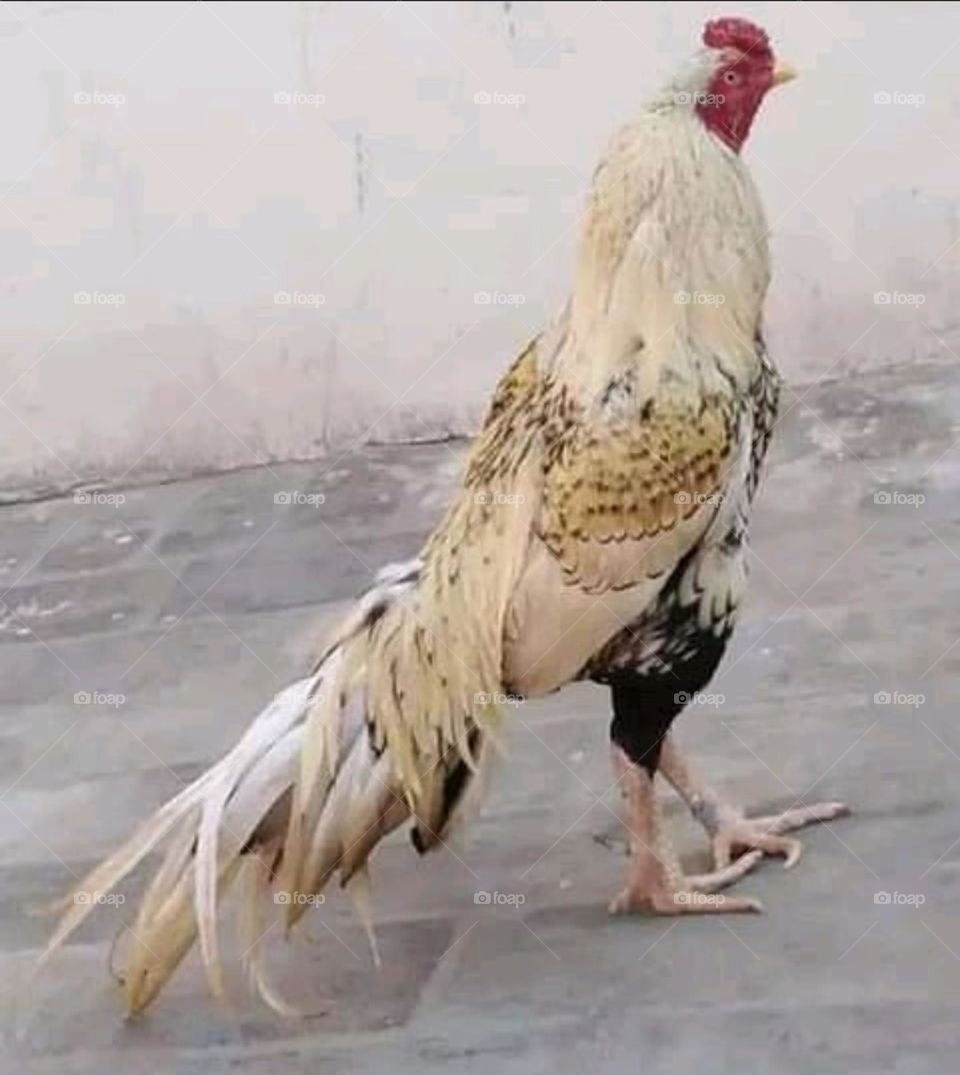Cock