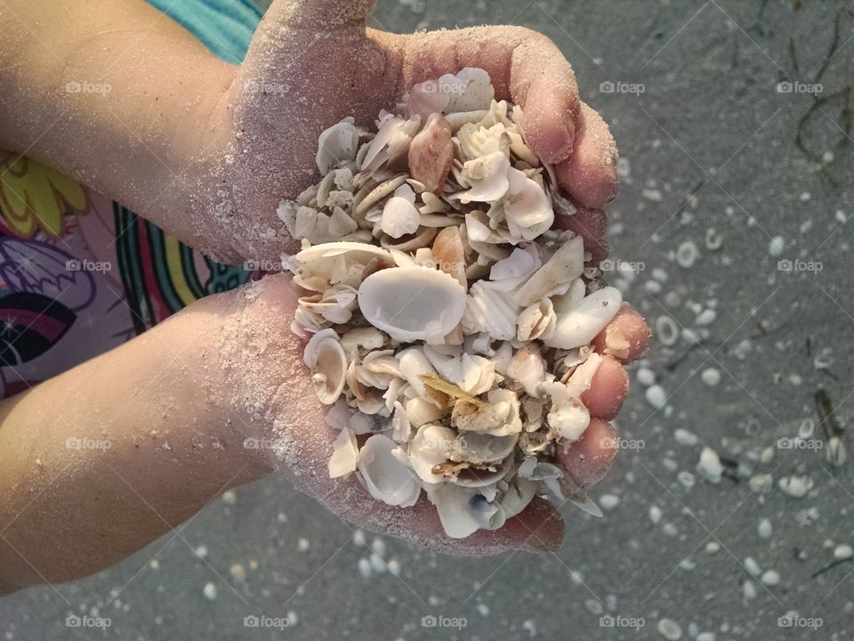 shells. a handful of sand at sanibel