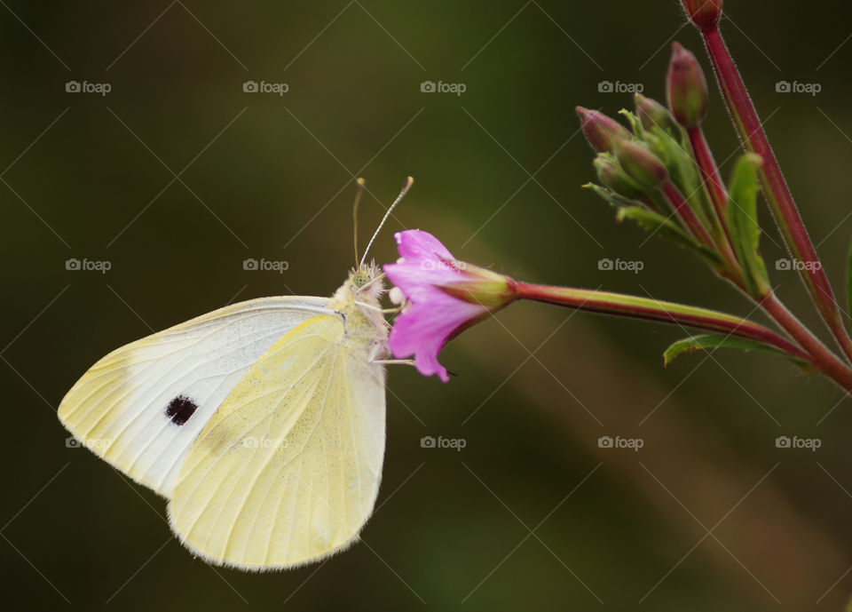 The butterfly counts not months but moments, and has time enough.
#insects #insect #bug #bugs #bugslife #macro #closeup #nature #animals #animals #instanature #instagood #macrogardener #macrophotography #creature #creatures #macro_creature