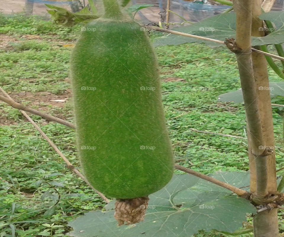 green kumura a vegetarian diet