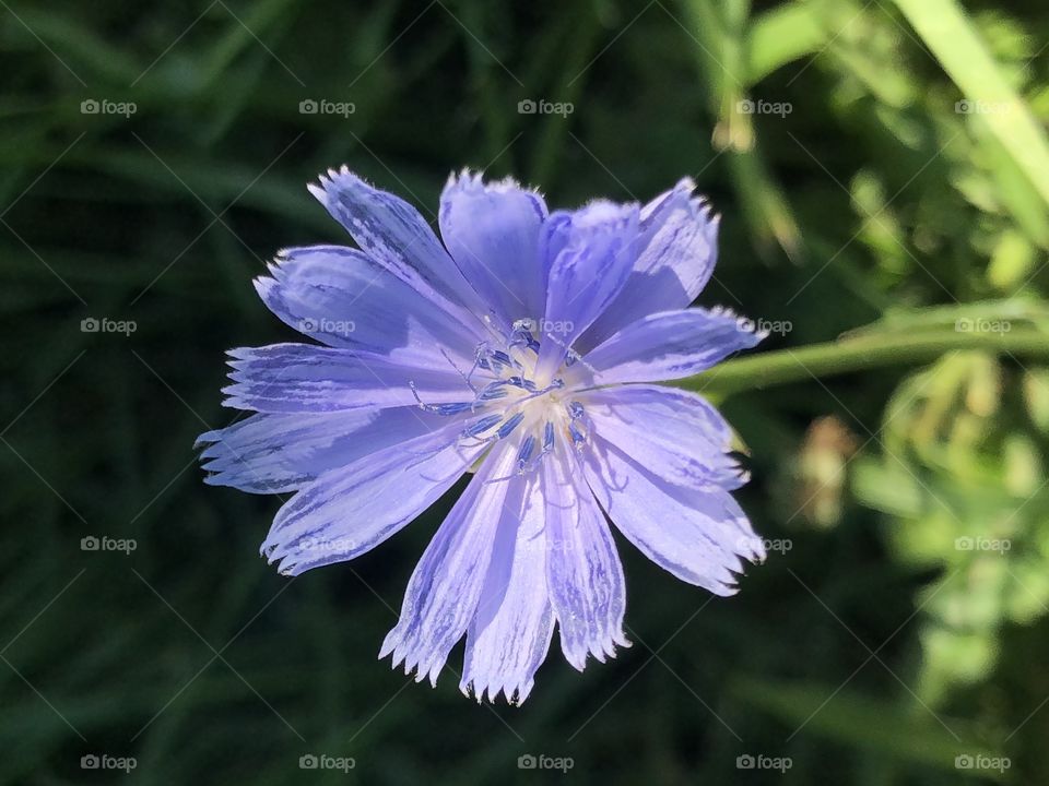 Chicory flower closeup 