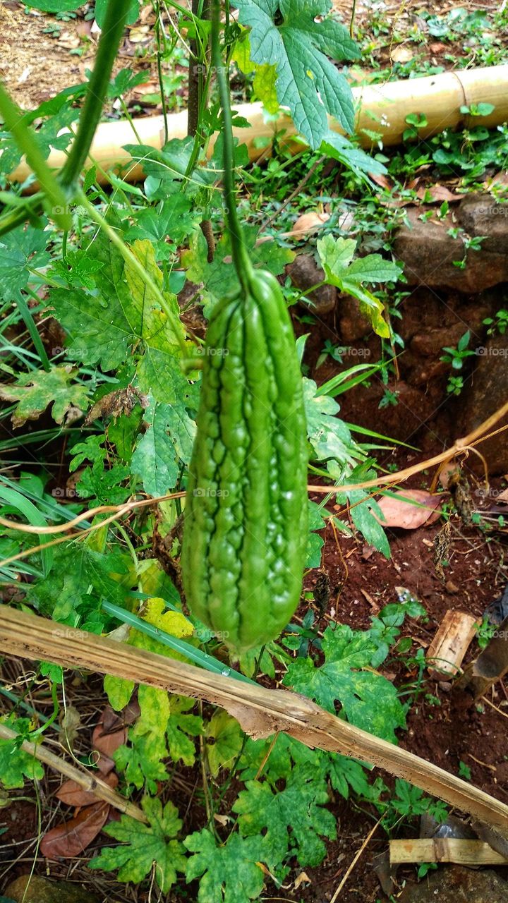 Momordica charantia plants that are ready to be picked or harvested